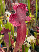 Load image into Gallery viewer, SKU36 (“leucophylla OP x Lunchbox”) x rosea