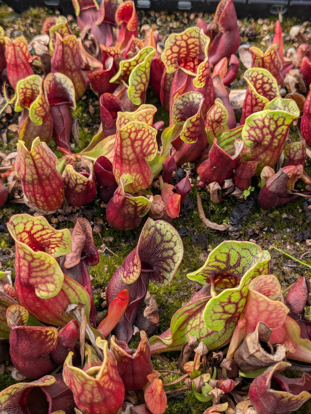 Sarracenia purpurea ssp purpurea pitcher plant seedlings