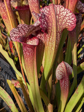 Load image into Gallery viewer, Sarracenia 'Lunchbox' x umlauftiana pitcher plant