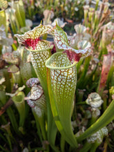 Load image into Gallery viewer, Wholesale Sarracenia hybrid supermix 20 count