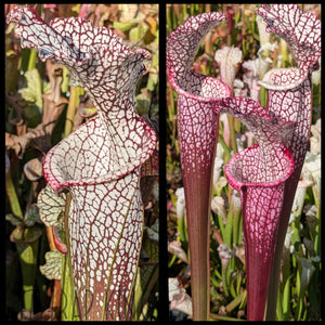 Sarracenia 'Wilkerson's Red Rocket' x leucophylla ‘Dionne’ seeds