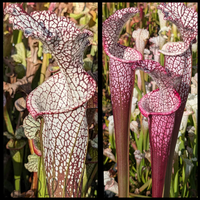 Sarracenia 'Wilkerson's Red Rocket' x leucophylla ‘Dionne’ seeds