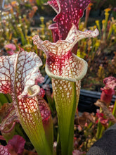 Load image into Gallery viewer, Wholesale Sarracenia hybrid supermix 20 count