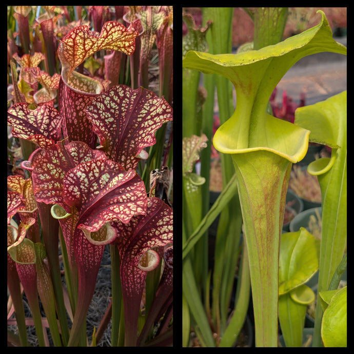 Sarracenia ‘Dragon Queen’ x flava ‘Pastel’ seeds