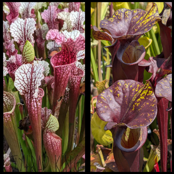 Sarracenia 