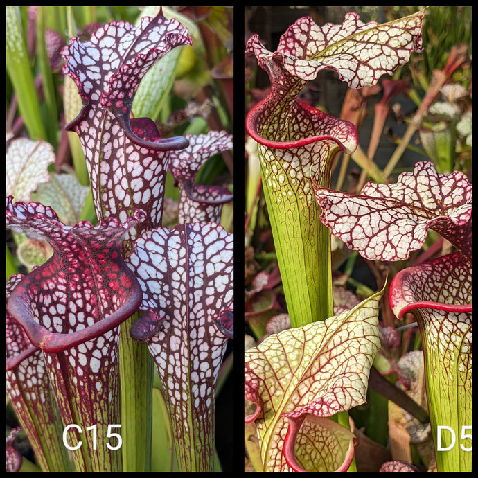 Sarracenia (