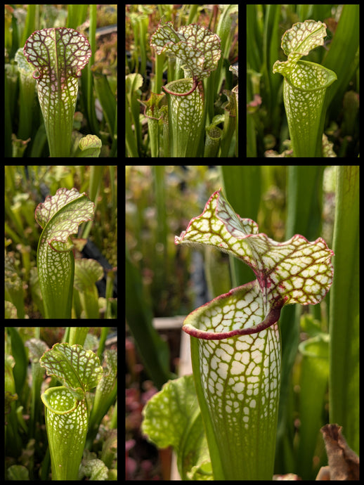 Sarracenia “Elvis Wilkerson”  x (‘Lunchbox’ x umlauftiana) pitcher plant seedlings