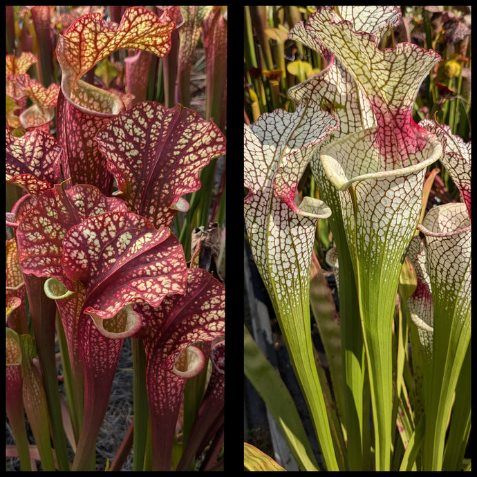 Sarracenia 'Dragon Queen' x ('Leah Wilkerson' x 'Lunchbox') seeds