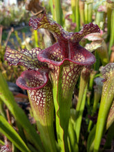 Load image into Gallery viewer, Wholesale Sarracenia hybrid supermix 20 count