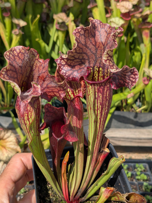 SKU117 Judith Hindle x purpurea