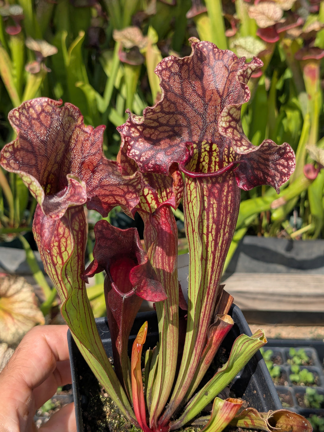 SKU117 Judith Hindle x purpurea