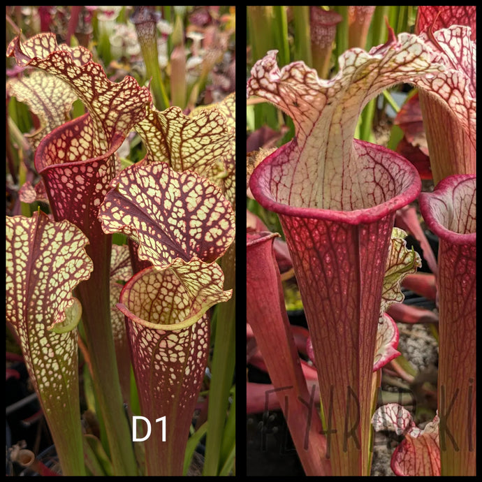 Sarracenia ('Dragon Queen' x 