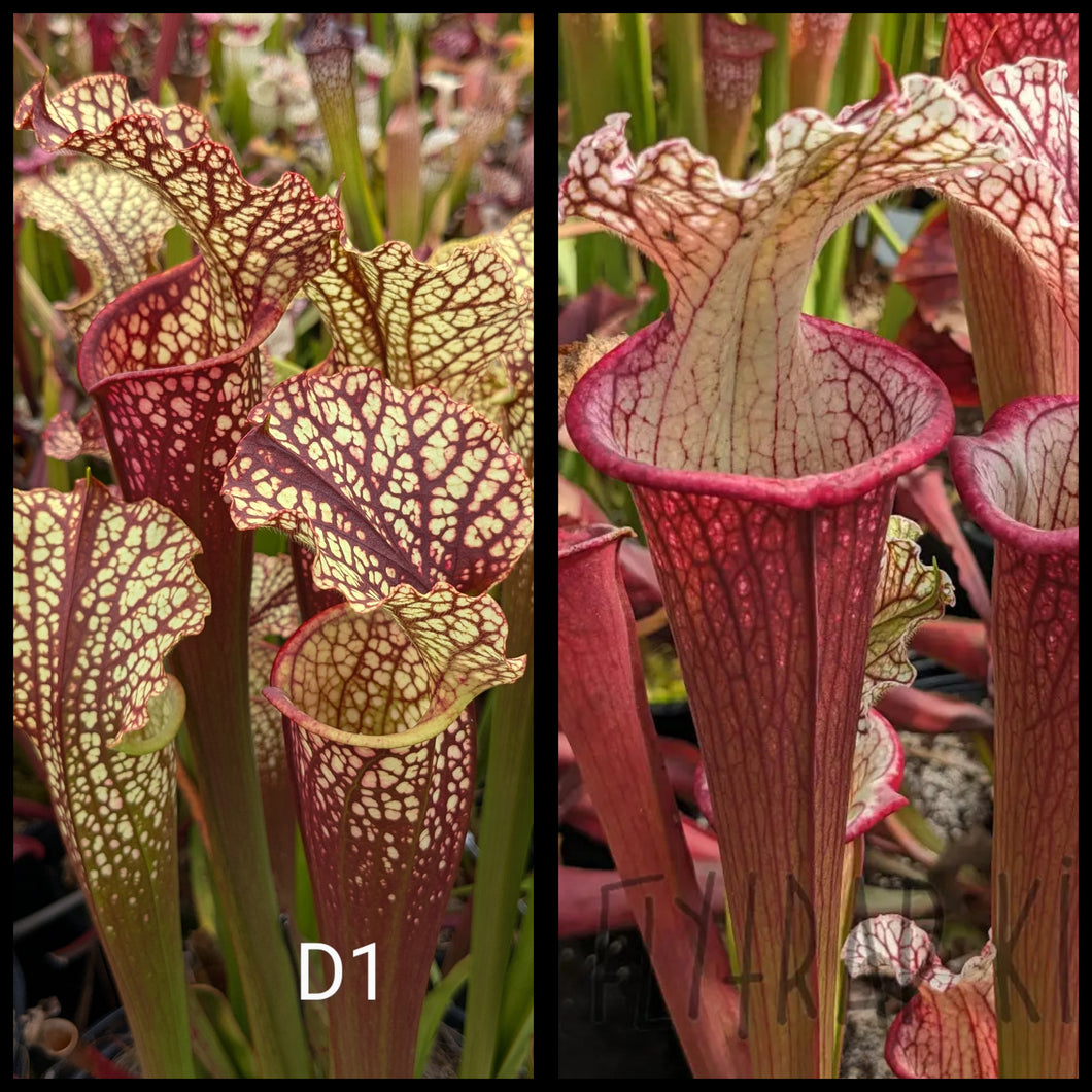 Sarracenia ('Dragon Queen' x 
