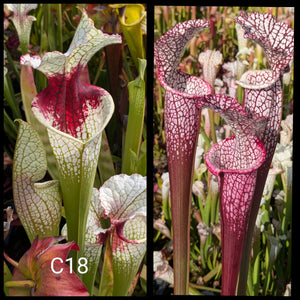 Sarracenia ("Wilkerson's White Knight" x 'Lunchbox') x leucophylla 'Dionne' seeds