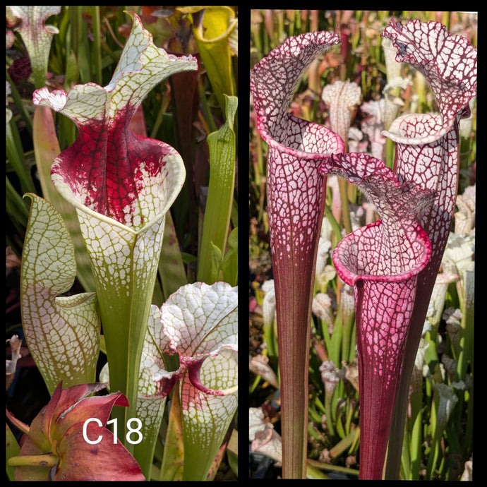 Sarracenia (