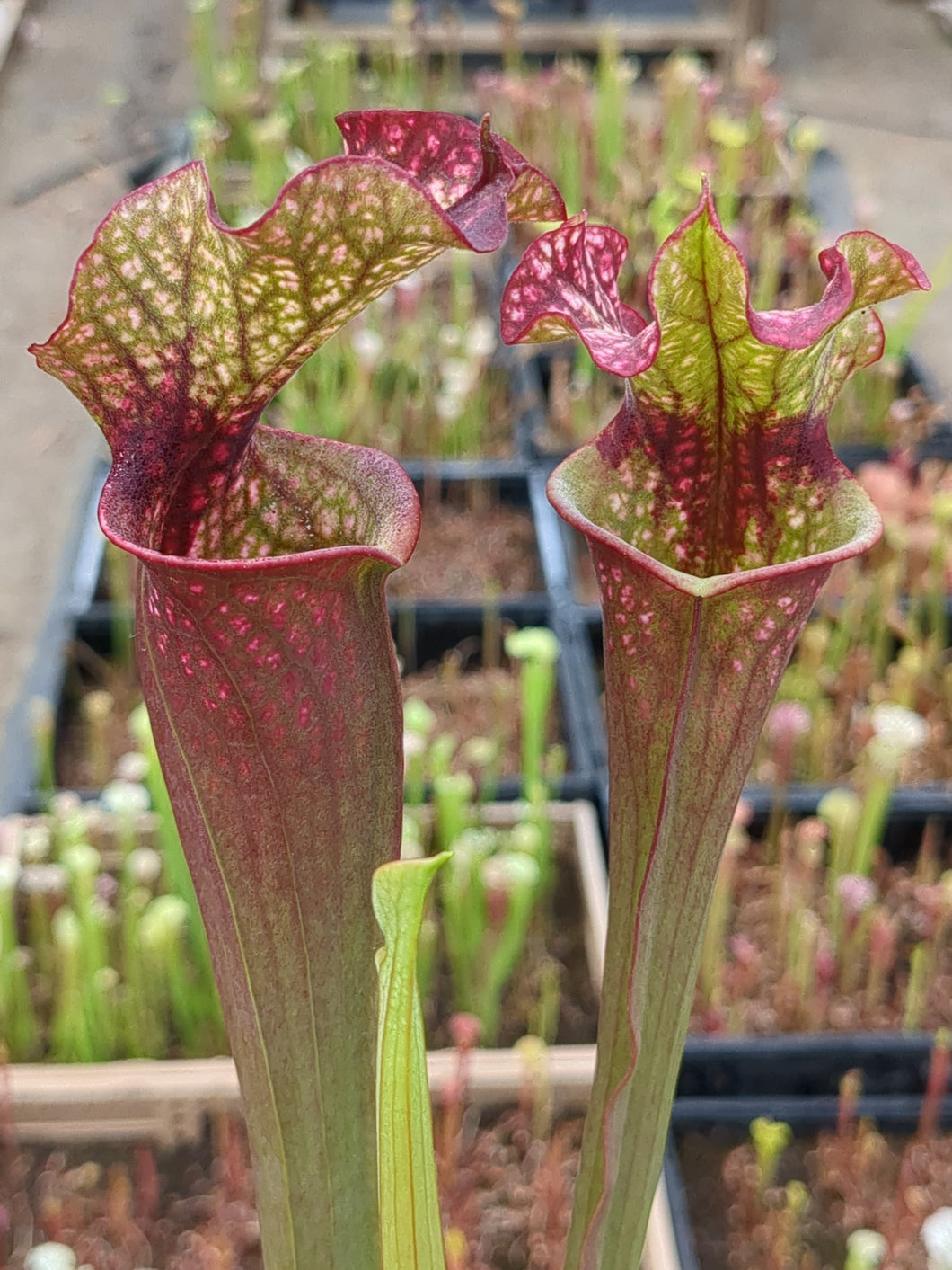 SKU19 ‘Dragon Queen’ x (‘Lunchbox’ x “Wilkerson’s White Knight”)