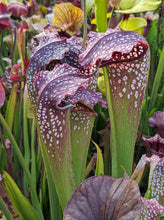 Load image into Gallery viewer, Sarracenia "Prometheus" Pitcher Plant