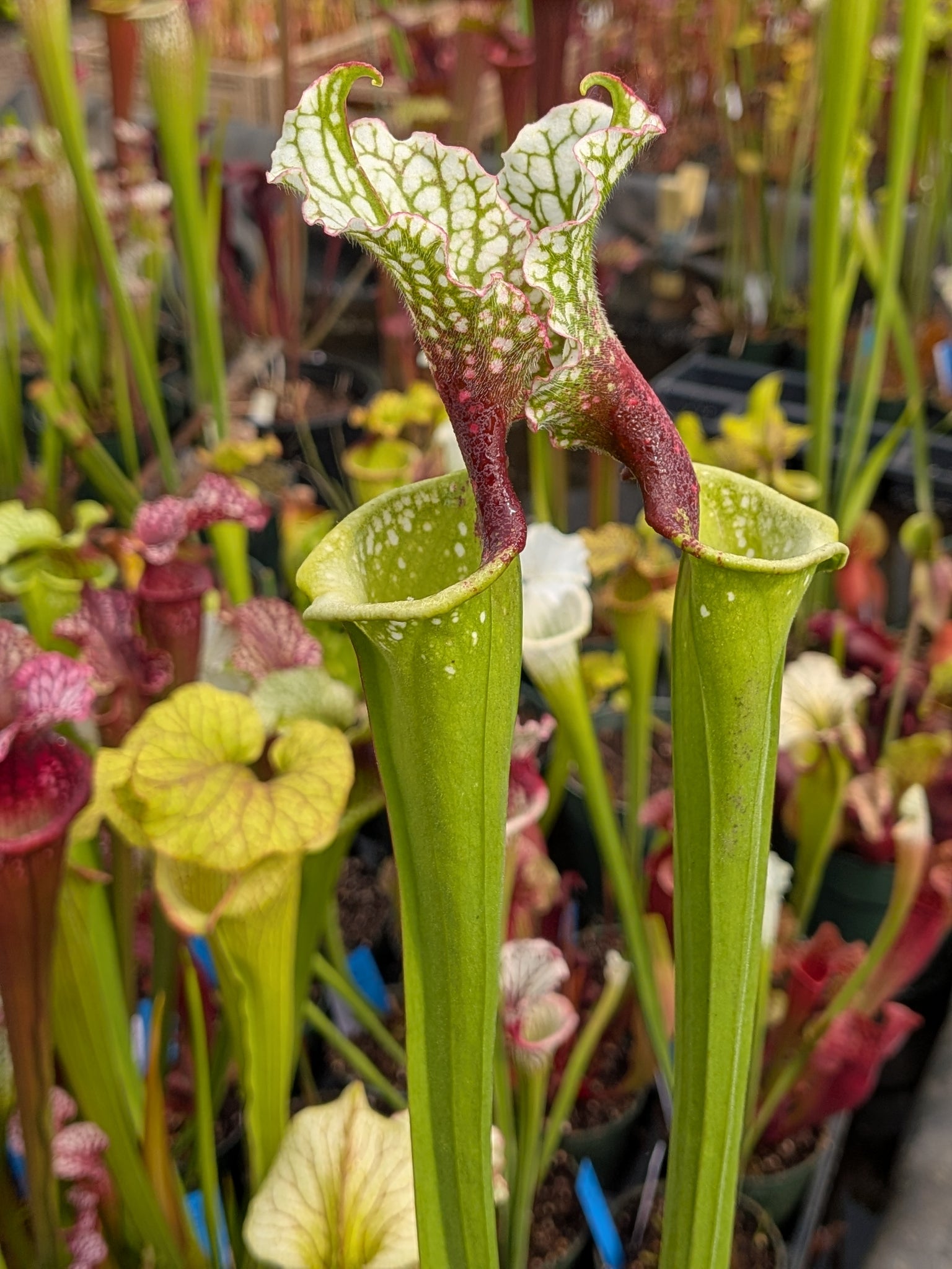 Flytrap King Hawaiian Ice