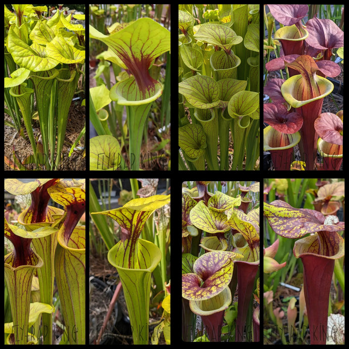 Seed mix #30. Fantastic Flavas  Approximately 175 seeds!