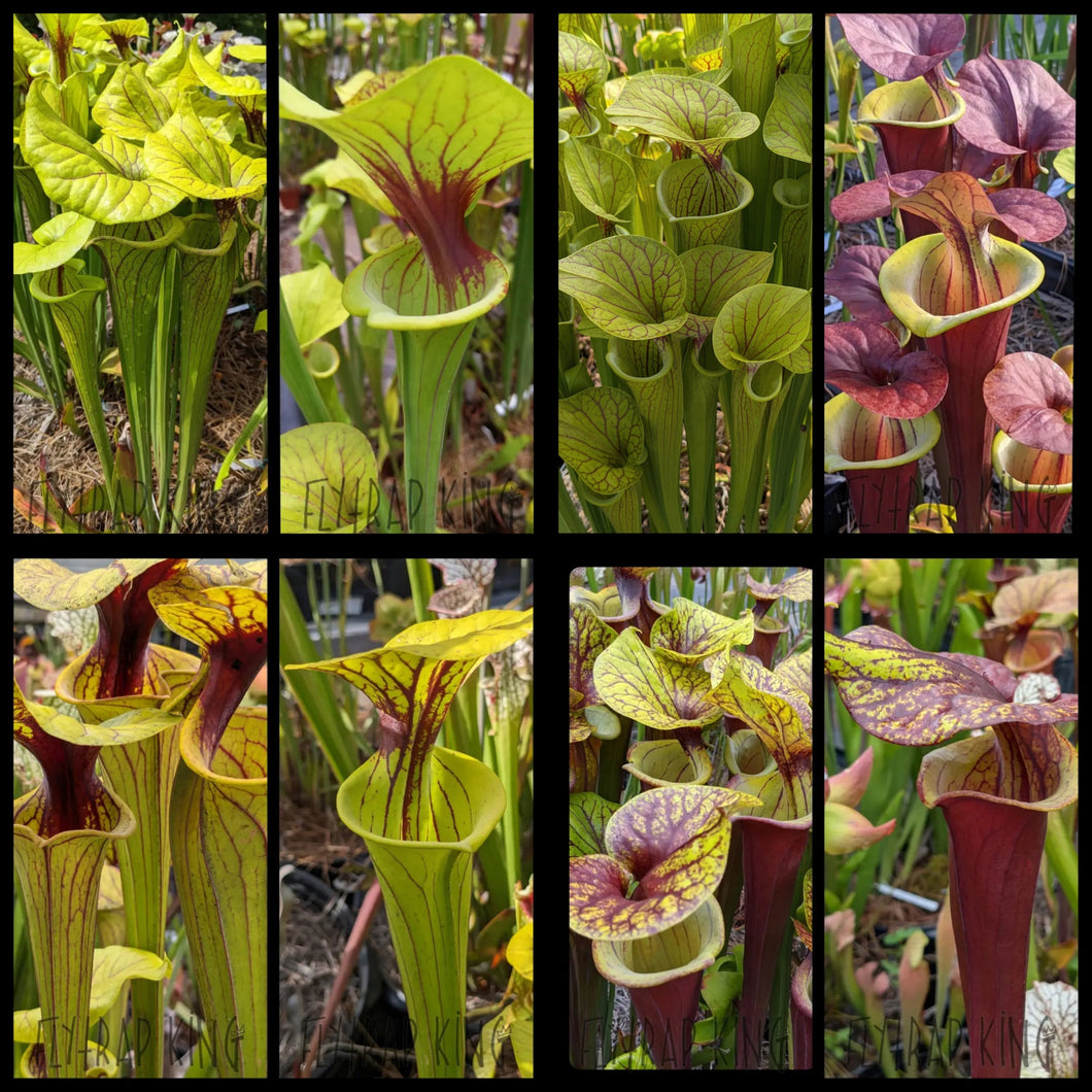 Seed mix #30. Fantastic Flavas  Approximately 175 seeds!