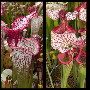 Sarracenia “Grace” x ‘Caitrin Claire’ seeds