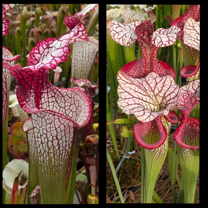 Sarracenia “Grace” x ‘Caitrin Claire’ seeds
