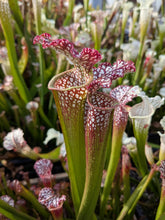 Load image into Gallery viewer, Wholesale Sarracenia hybrid supermix 20 count