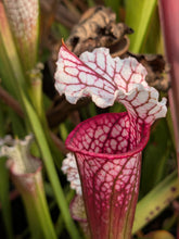 Load image into Gallery viewer, Wholesale Sarracenia hybrid supermix 20 count