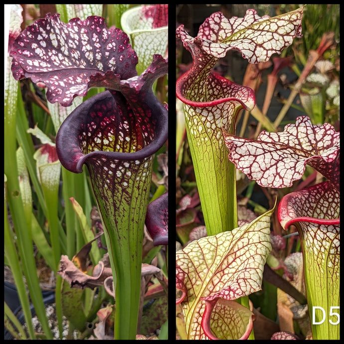 Sarracenia ('Bouquet' x 'Lunchbox') x (