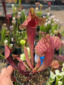SKU23 'Dragon Queen' x purpurea ssp venosa "Tatnall"