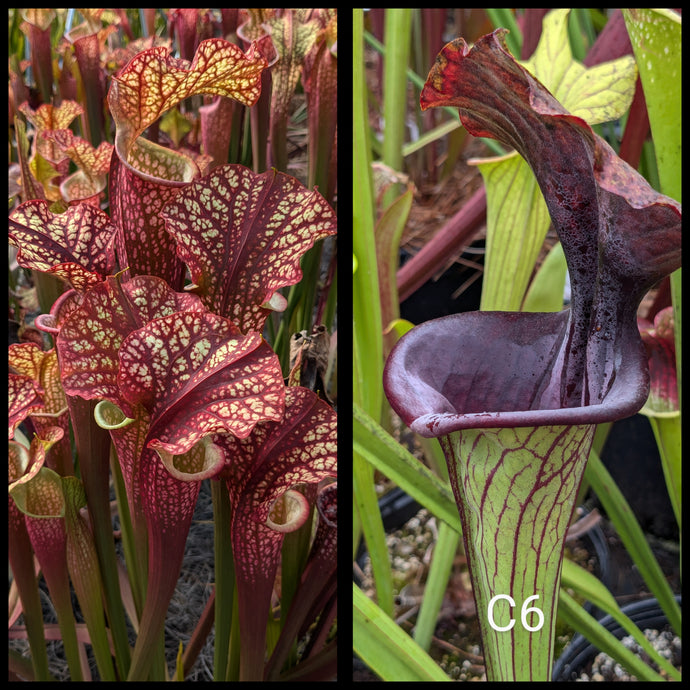 Sarracenia 'Dragon Queen' x [(leucophylla 