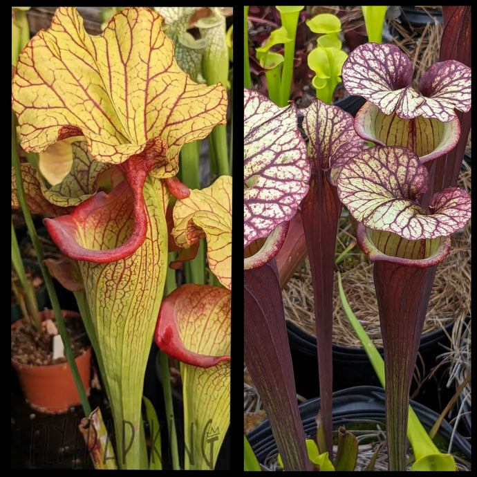Sarracenia 'Yellow Hornet' x 
