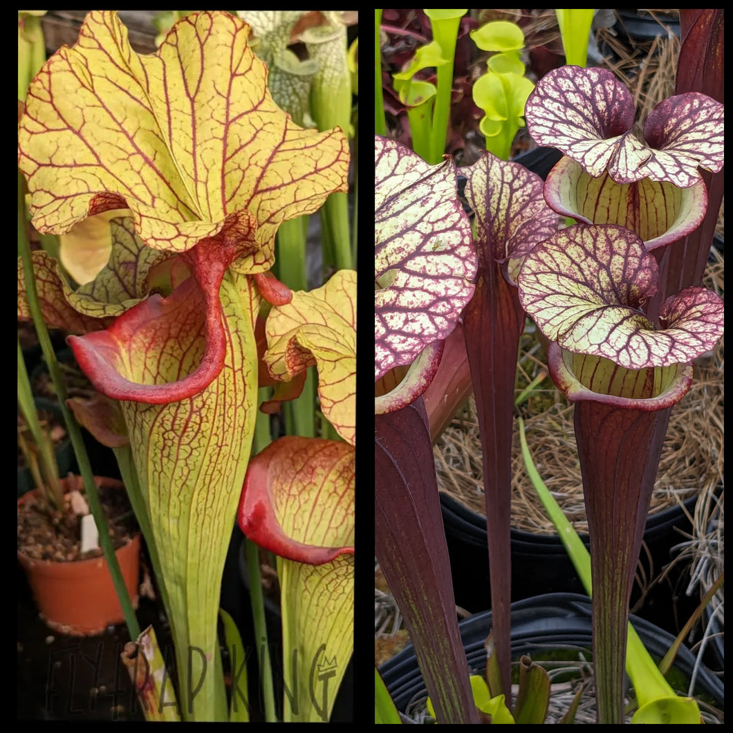 Sarracenia 'Yellow Hornet' x 