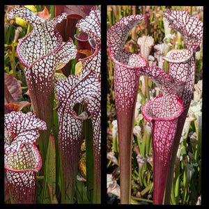 Sarracenia (leucophylla “Franklin A” x leucophylla “Liberty”) x leucophylla 'Dionne' seeds