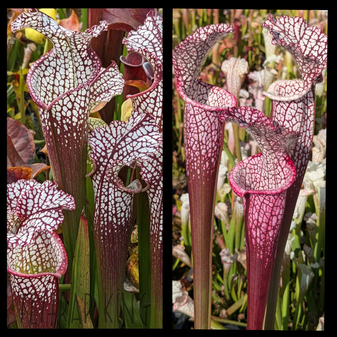 Sarracenia (leucophylla “Franklin A” x leucophylla “Liberty”) x leucophylla 'Dionne' seeds