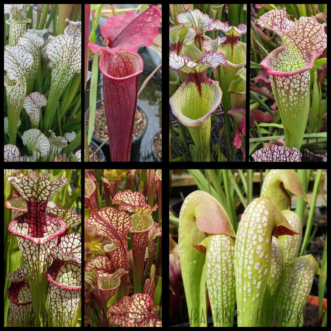 Seed mix #35.  Hybrid Heaters. Approximately 175 seeds!