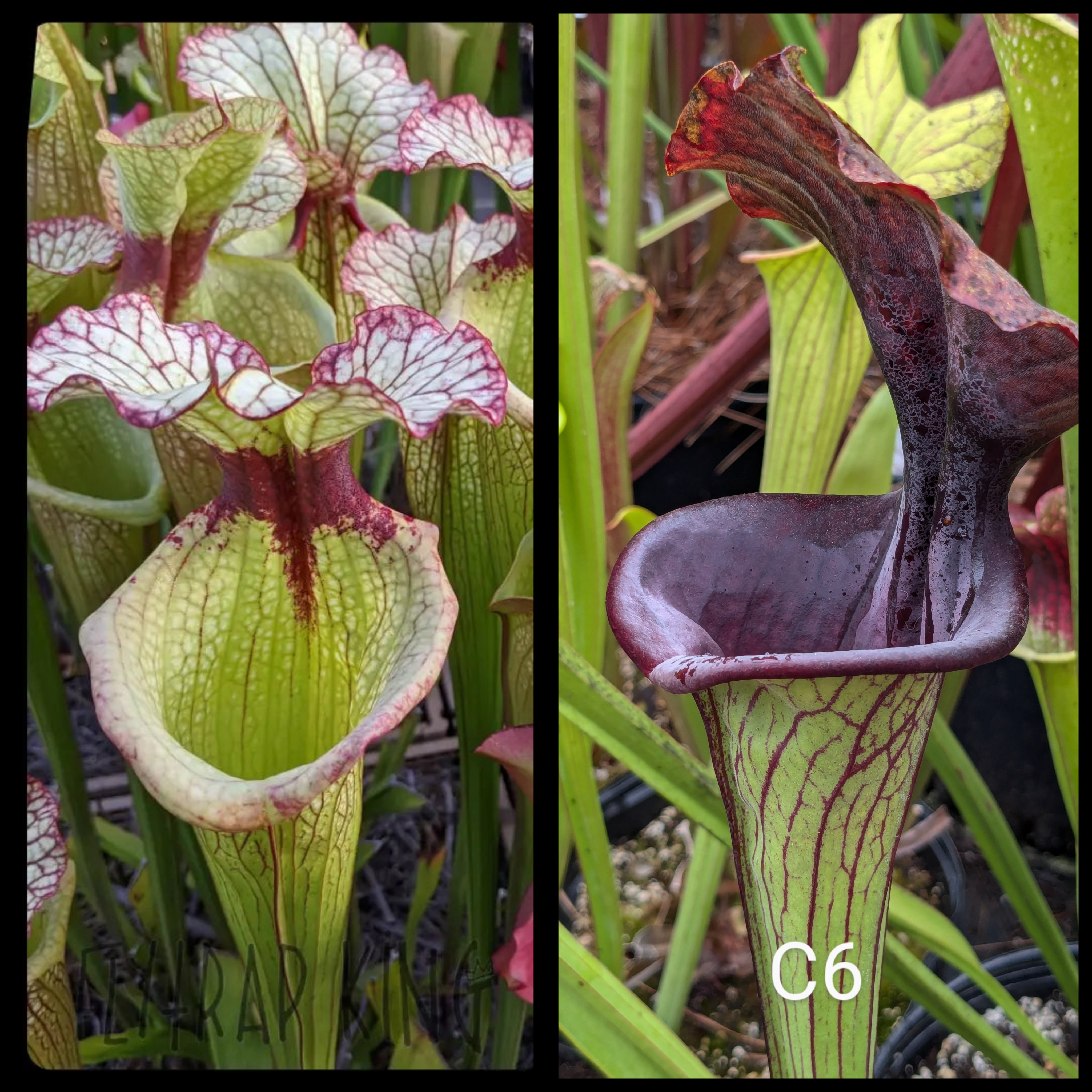 Sarracenia 'Leah Wilkerson' x [(leucophylla 'Purple Lips' x flava