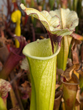 Load image into Gallery viewer, Wholesale Sarracenia hybrid supermix 20 count