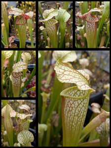 Sarracenia leucophylla ‘Hurricane Creek White’ clone F x alata “maroon throat” pitcher plant seedlings