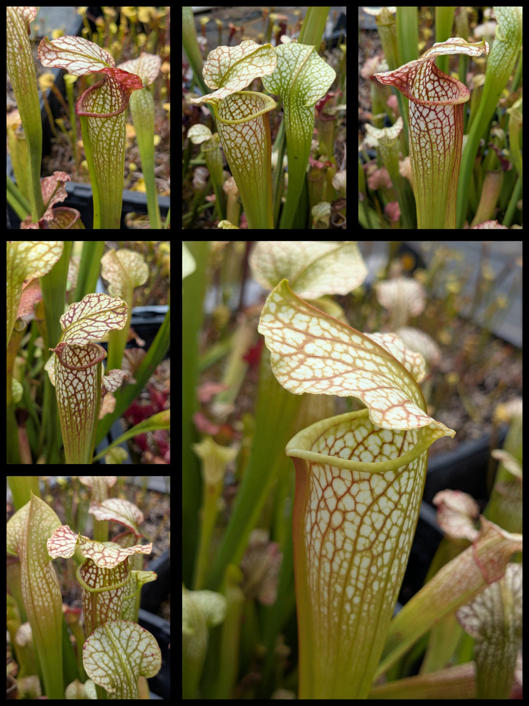 Sarracenia leucophylla ‘Hurricane Creek White’ clone F x alata “maroon throat” pitcher plant seedlings