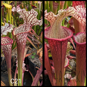 Sarracenia ("Hawaiian Ice Sibling" x 'Dragon Queen') x ('Lunchbox' x "Johnny Wilkerson") seeds