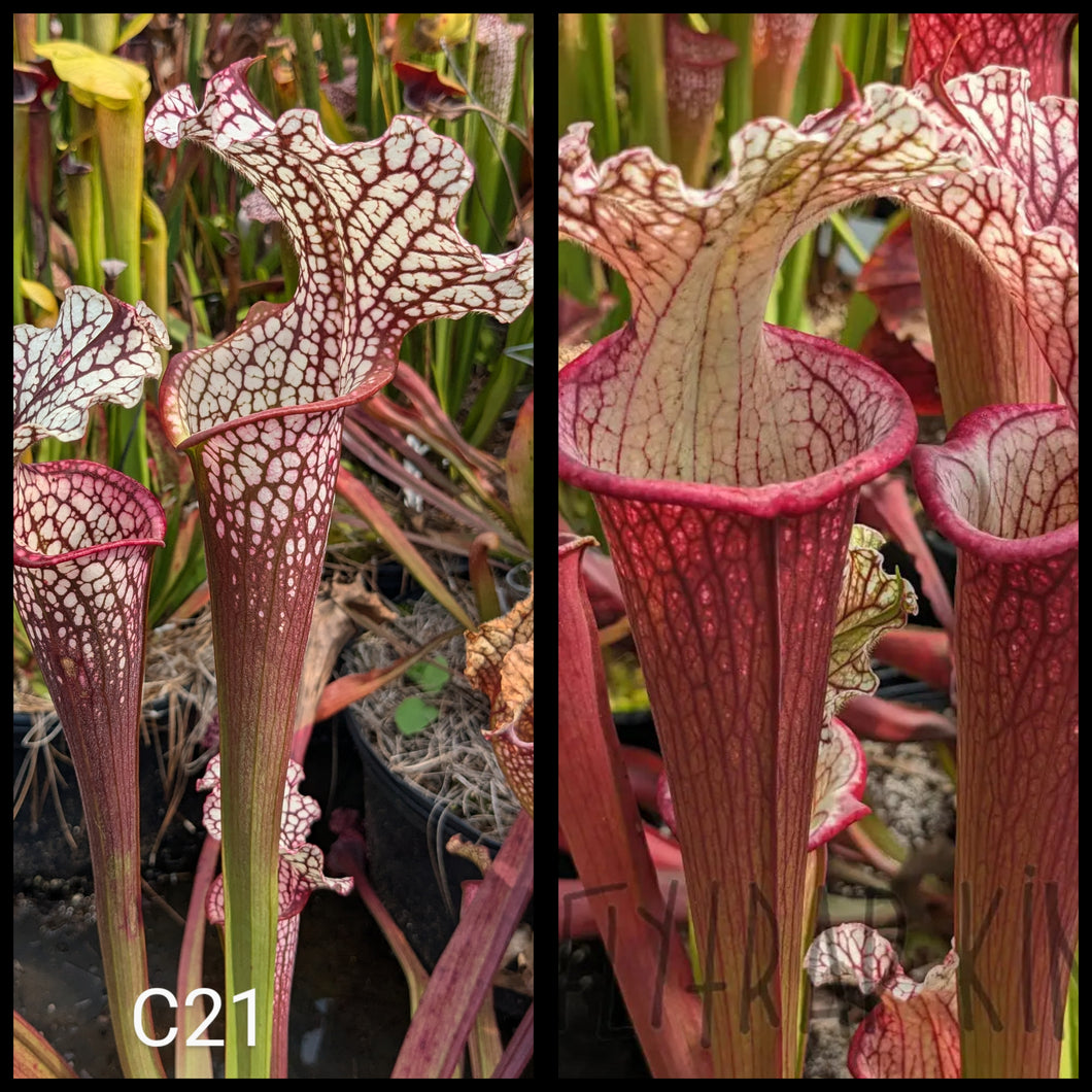 Sarracenia (