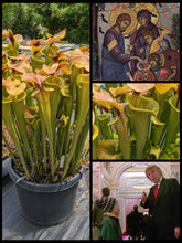 Load image into Gallery viewer, Black Friday Sarracenia &quot;Megalodon&quot; ... 50% off!