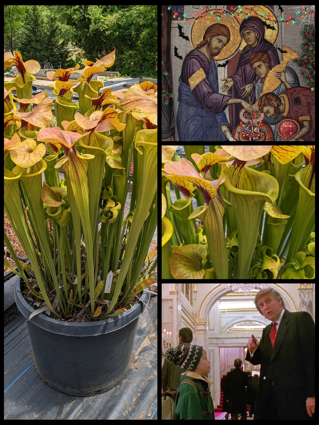 Black Friday Sarracenia 