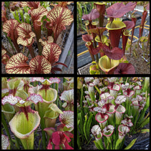 Load image into Gallery viewer, Black Friday bee-pollinated Sarracenia seeds ... 66.6% off!
