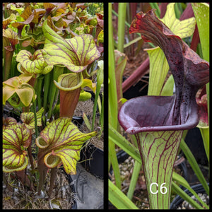 Sarracenia "Sangria" x [(leucophylla "Purple Lips" x 'Adrian Slack')] seeds