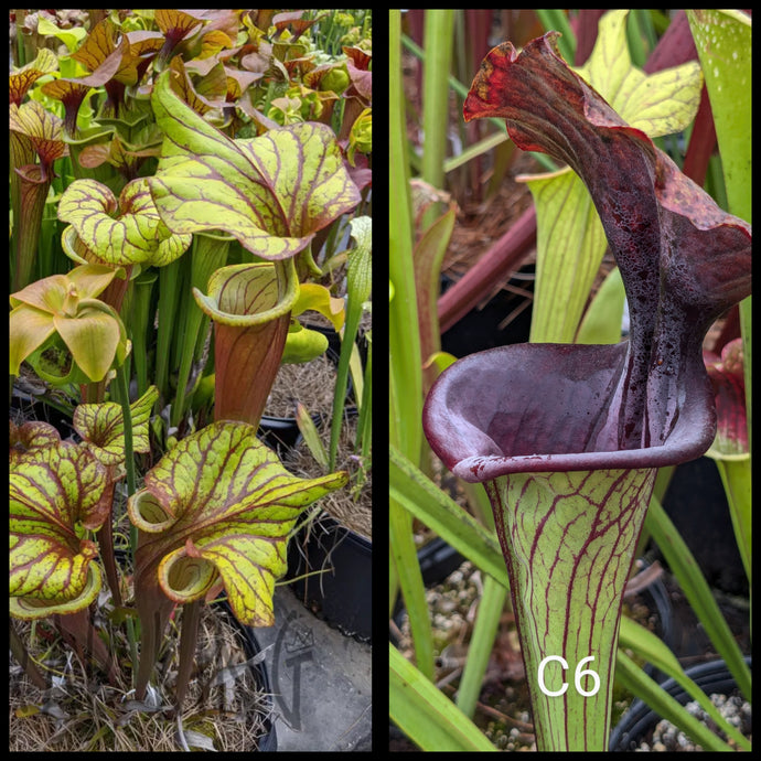 Sarracenia 