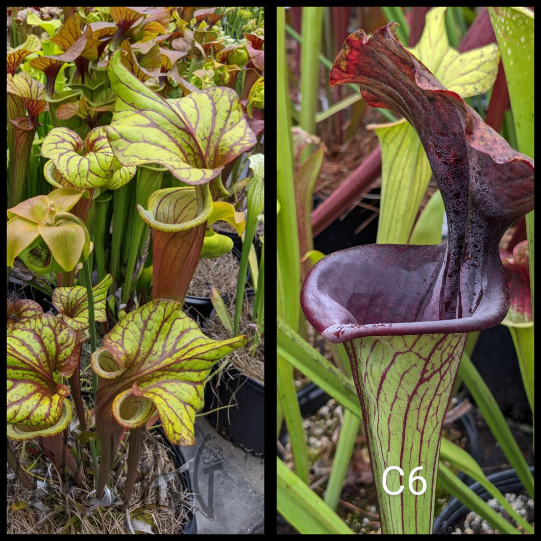 Sarracenia 