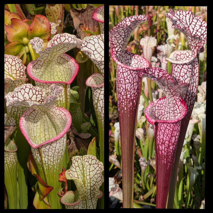 Sarracenia 