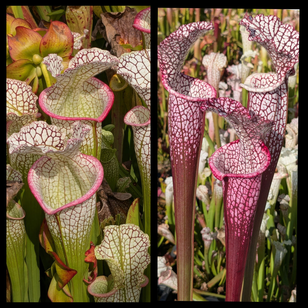 Sarracenia 